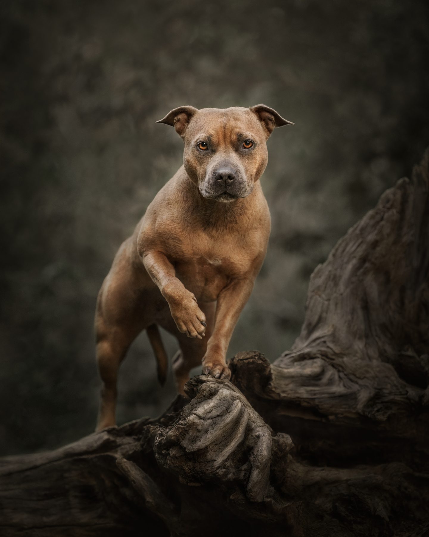 First place winning portrait — a staffy stepping onto weathered driftwood, Royal Queensland Show digital photography category